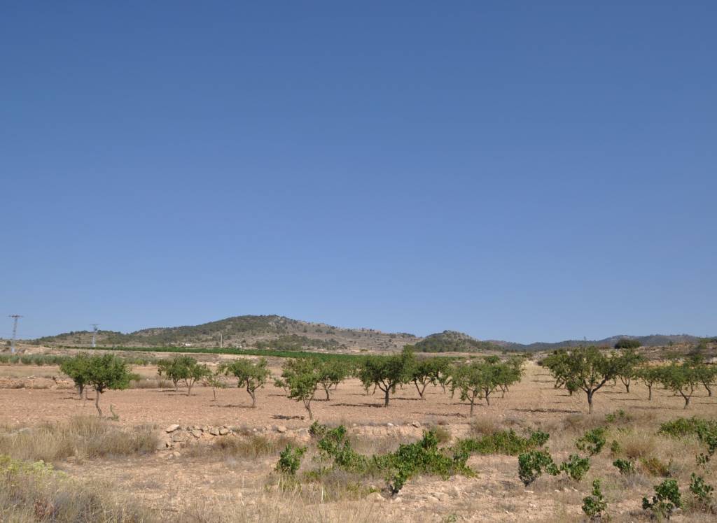 Resale - Land - Pinoso - Rural location