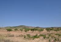 Resale - Land - Pinoso - Rural location