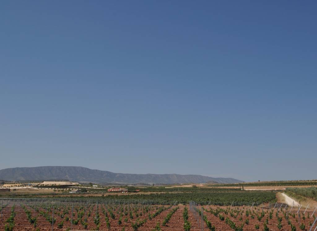 Resale - Land - Pinoso - Rural location