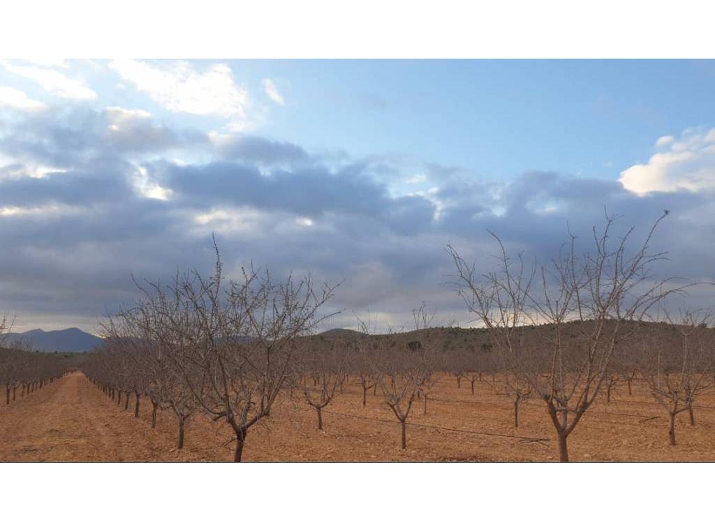 Resale - Land - Pinoso - Rural location