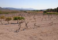 Resale - Land - Pinoso - Rural location