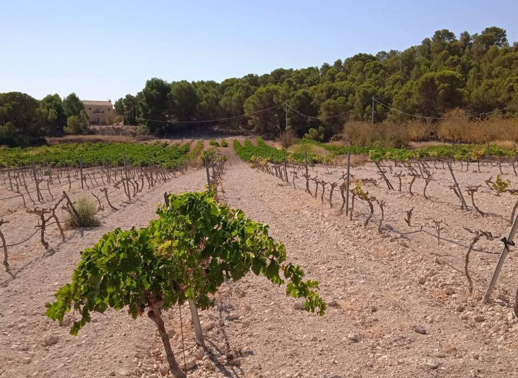 Resale - Land - Pinoso - Rural location