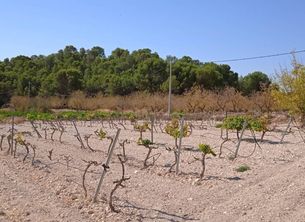 Resale - Land - Pinoso - Rural location