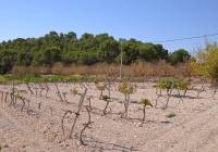 Resale - Land - Pinoso - Rural location