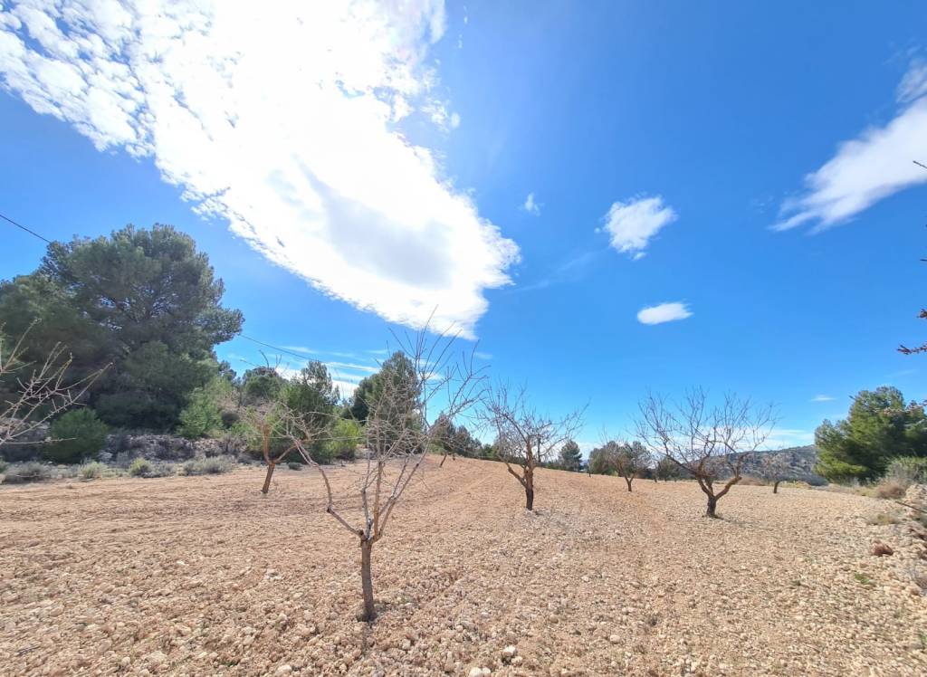 Resale - Land - Pinoso - Rural location
