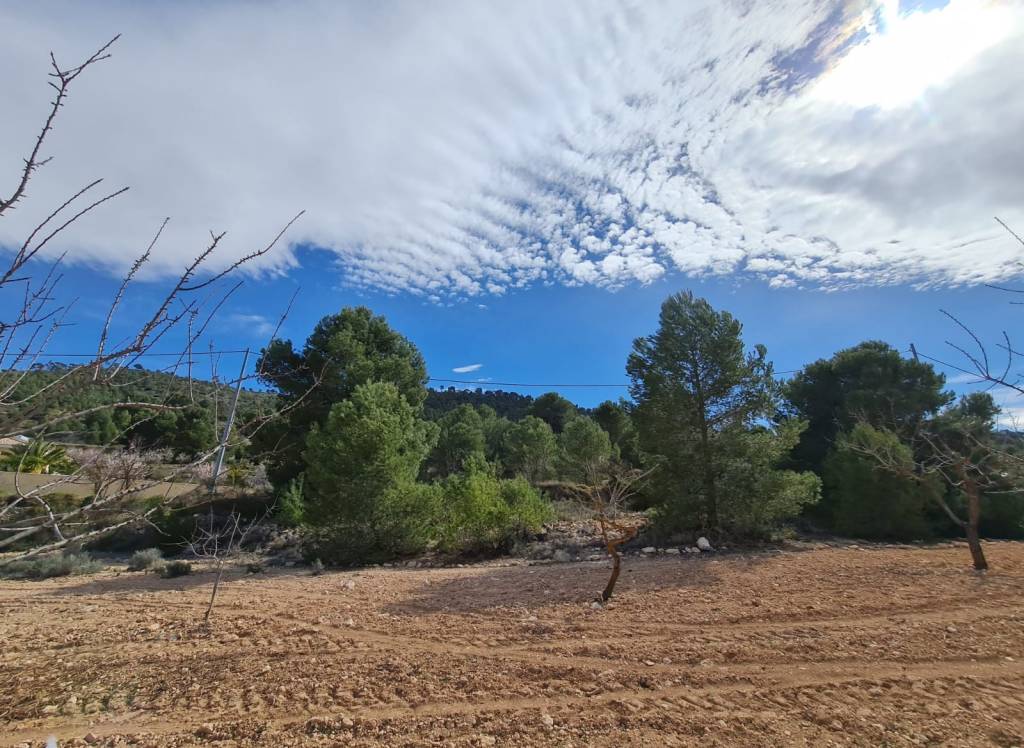 Resale - Land - Pinoso - Rural location