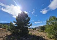 Resale - Land - Pinoso - Rural location