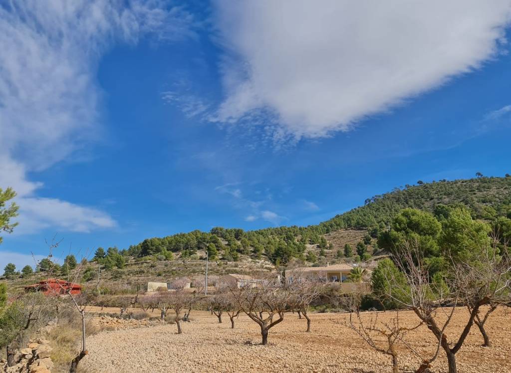 Resale - Land - Pinoso - Rural location