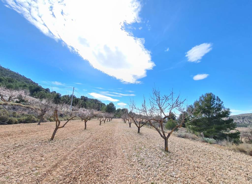 Resale - Land - Pinoso - Rural location