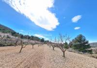 Resale - Land - Pinoso - Rural location