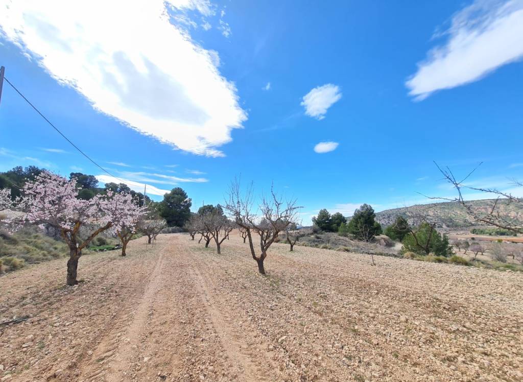 Resale - Land - Pinoso - Rural location