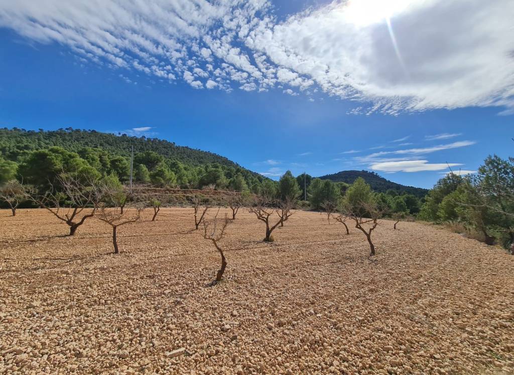 Resale - Land - Pinoso - Rural location