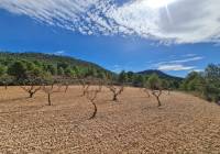 Resale - Land - Pinoso - Rural location