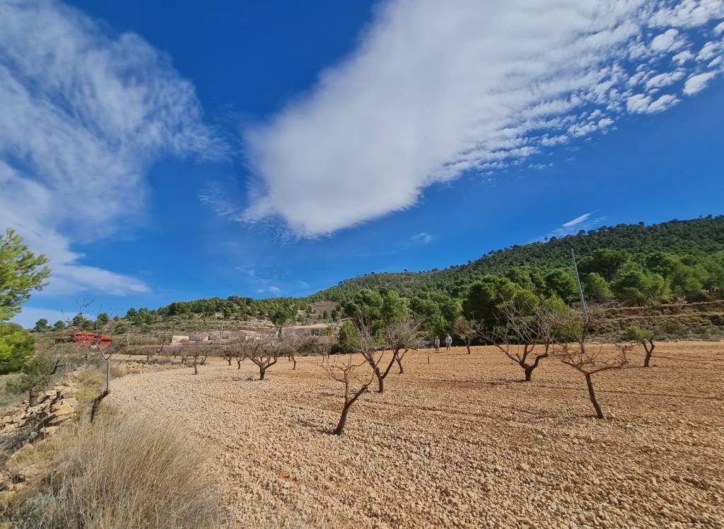 Resale - Land - Pinoso - Rural location