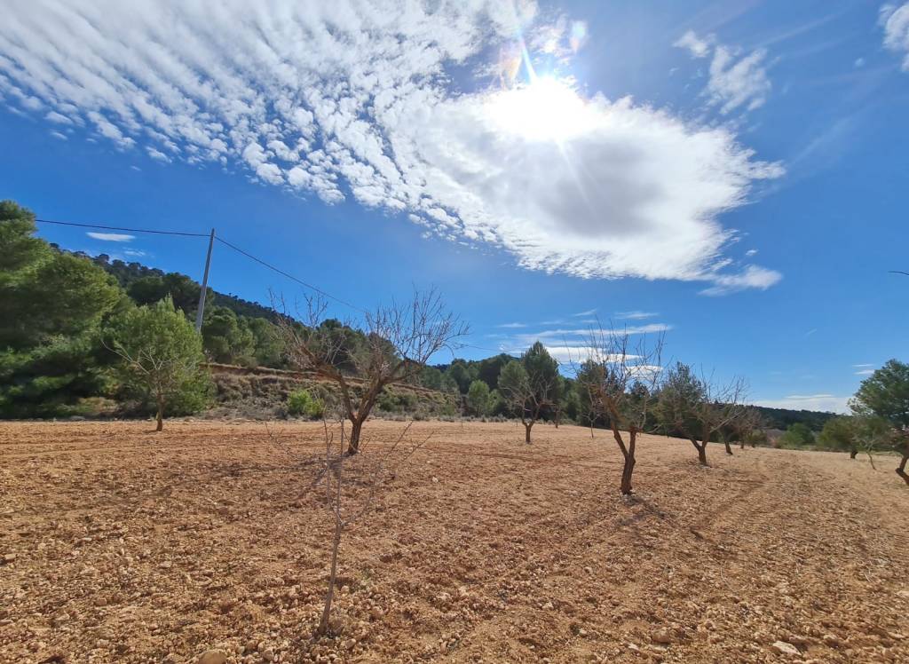 Resale - Land - Pinoso - Rural location