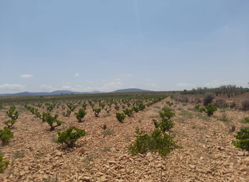 Resale - Land - Pinoso - Rural location