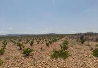 Resale - Land - Pinoso - Rural location