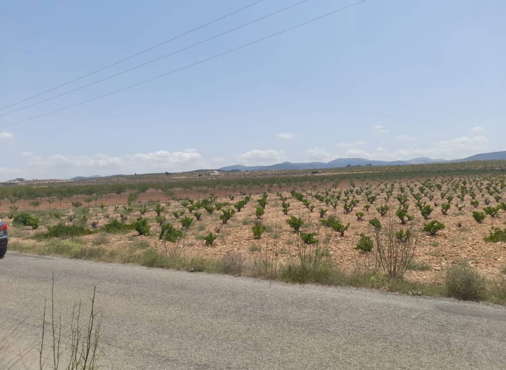 Resale - Land - Pinoso - Rural location