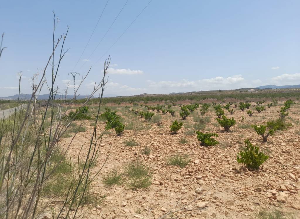 Resale - Land - Pinoso - Rural location