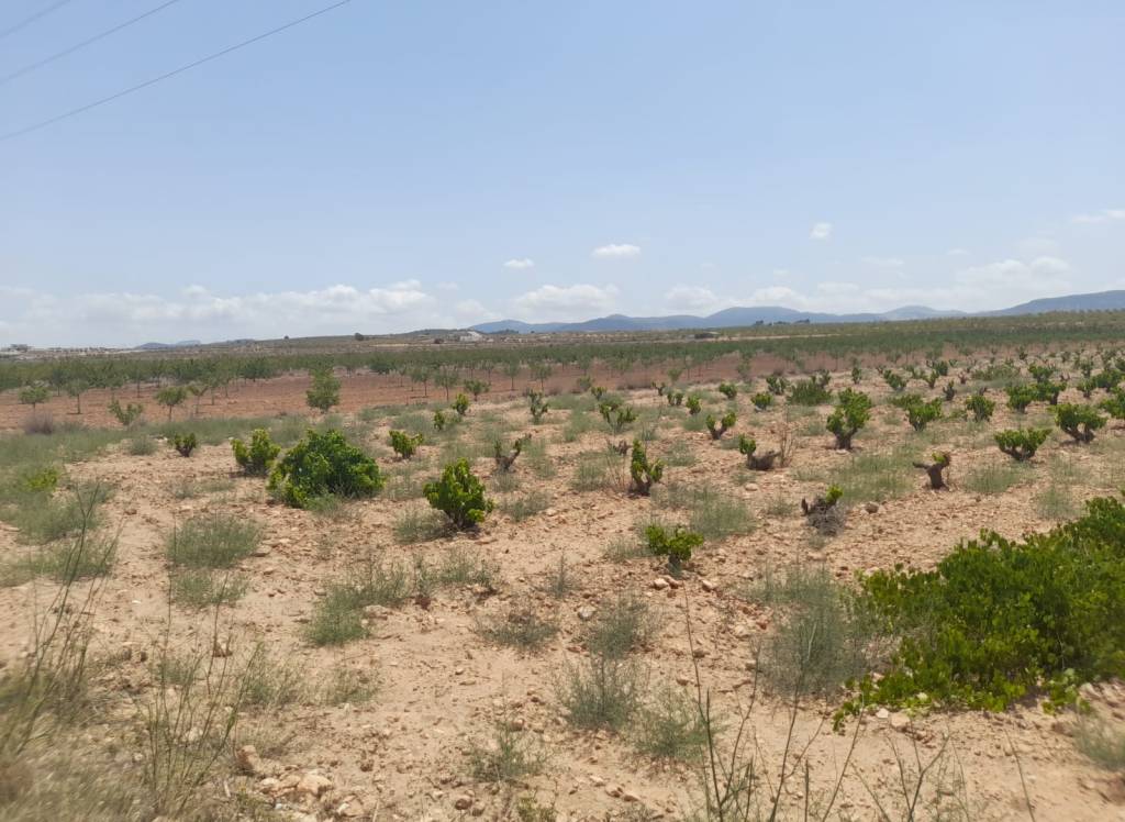 Resale - Land - Pinoso - Rural location