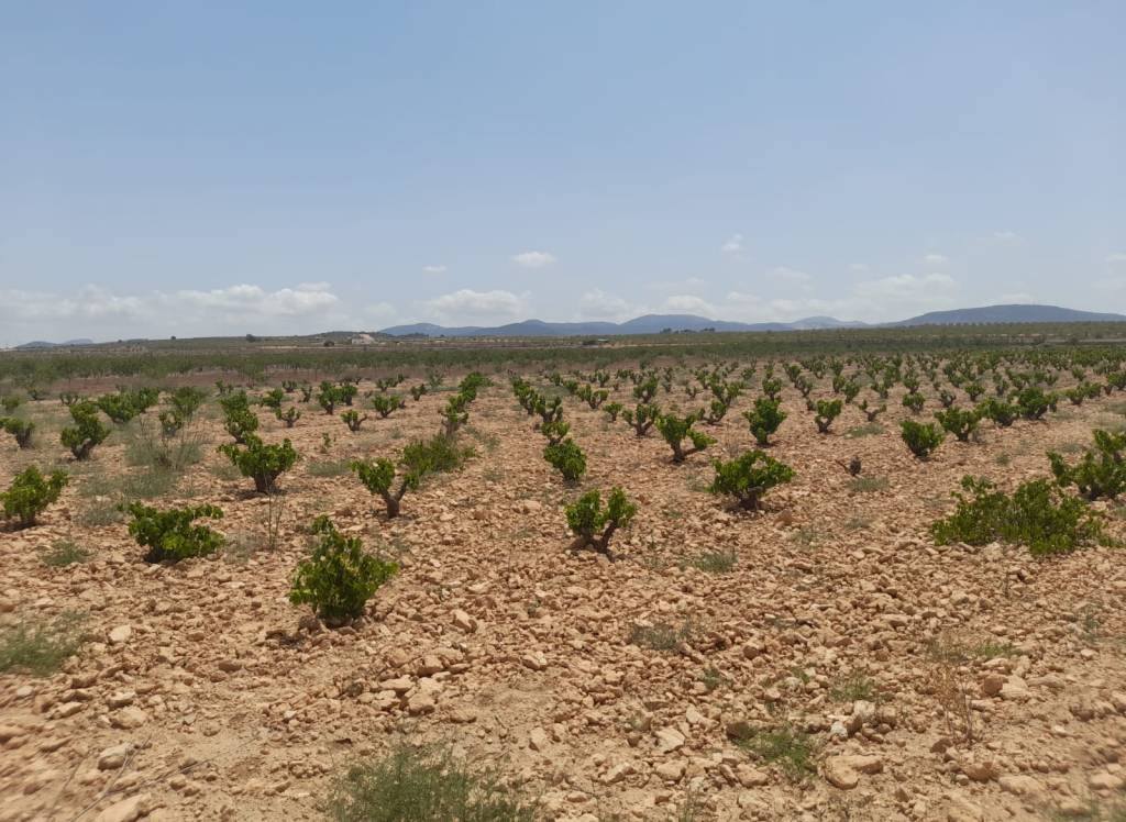 Resale - Land - Pinoso - Rural location