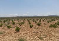 Resale - Land - Pinoso - Rural location