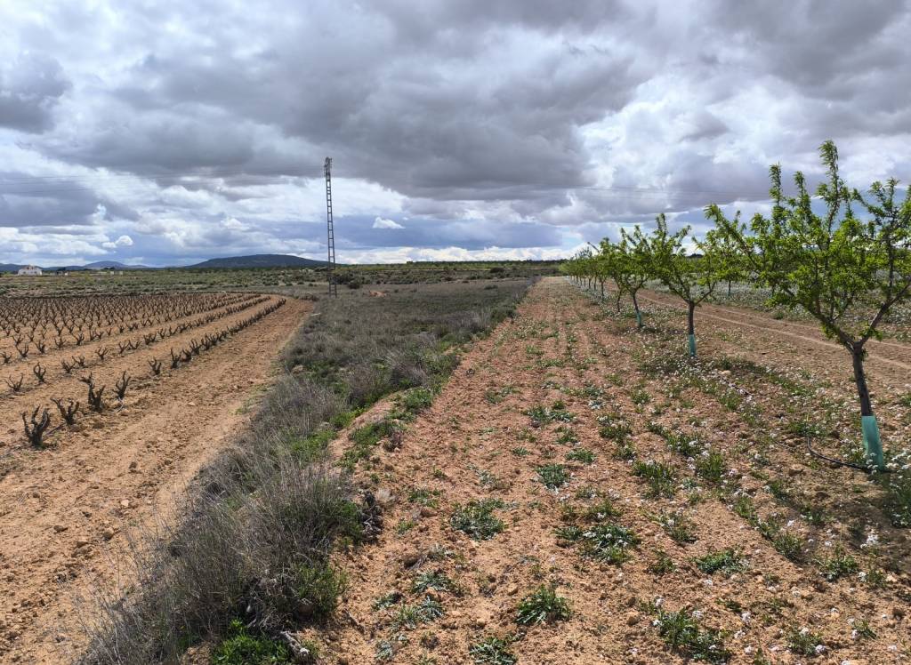 Resale - Land - Pinoso - Rural location