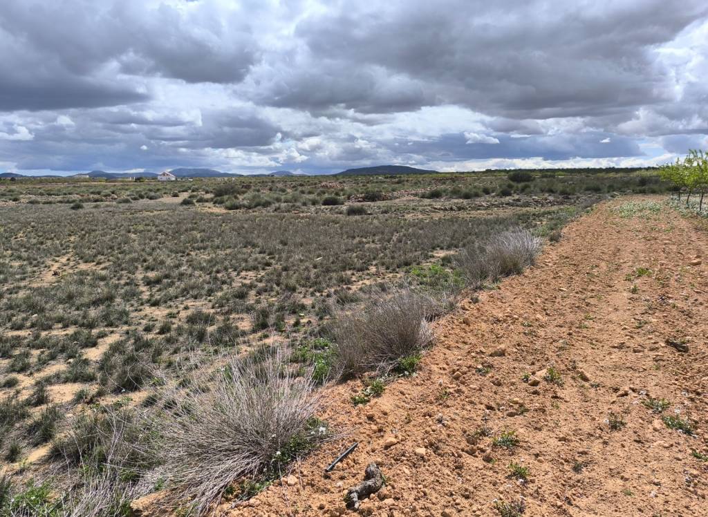 Resale - Land - Pinoso - Rural location