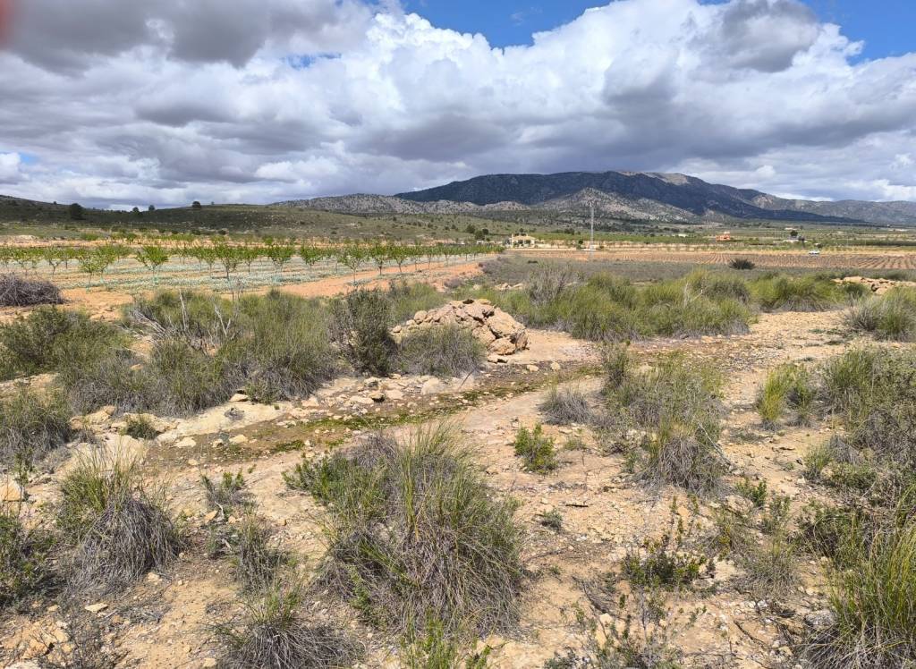 Resale - Land - Pinoso - Rural location