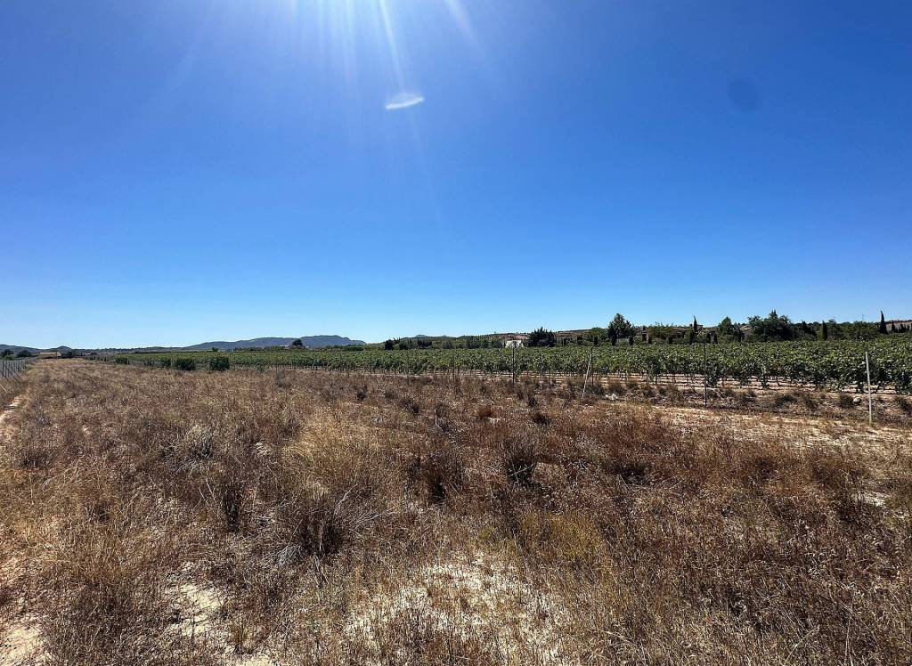 Resale - Land - Pinoso