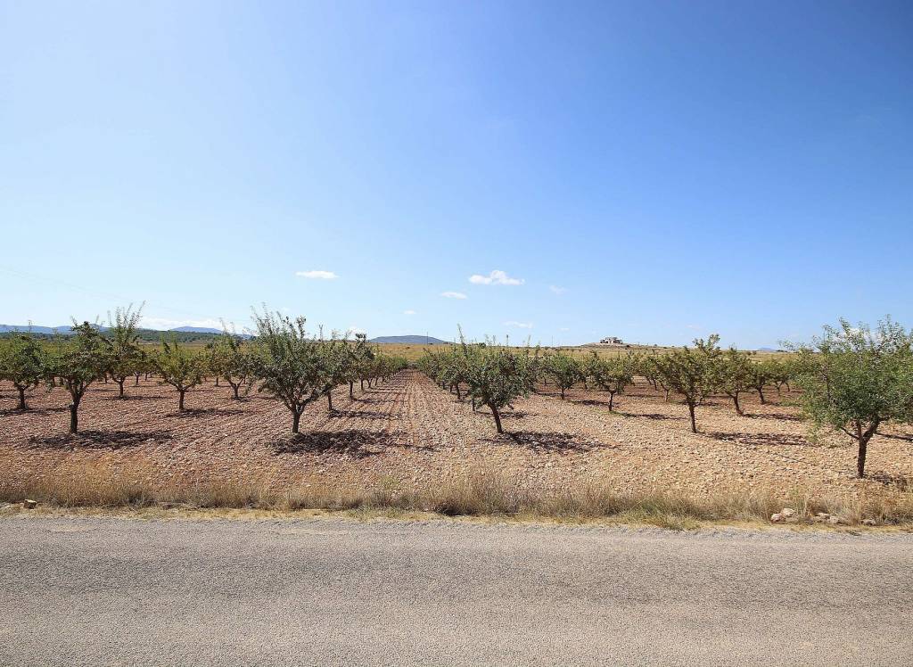 Resale - Land - Pinoso