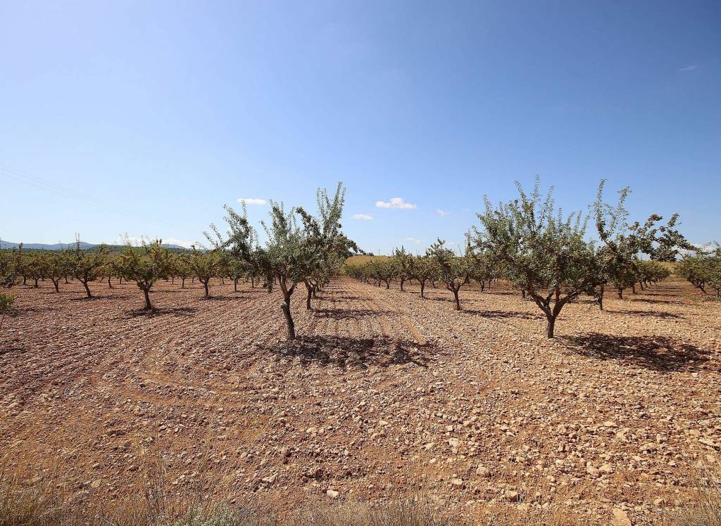 Resale - Land - Pinoso