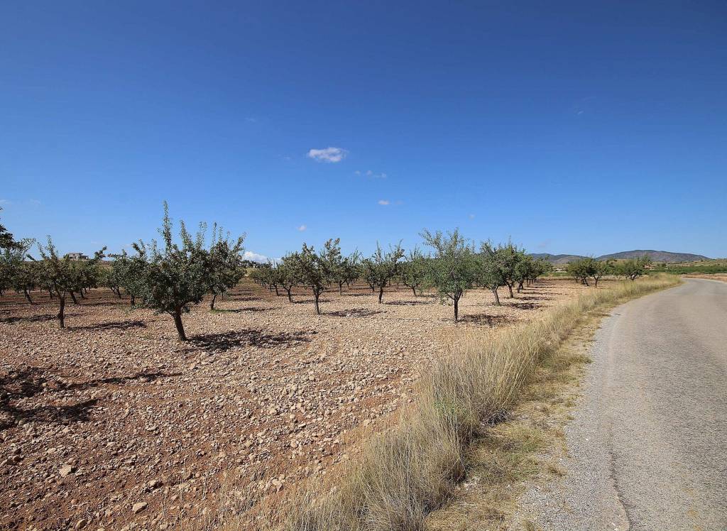 Resale - Land - Pinoso