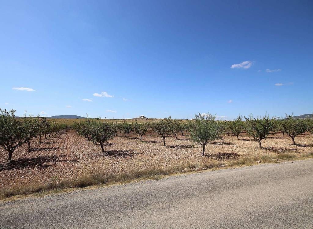 Resale - Land - Pinoso