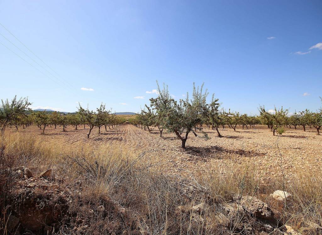 Resale - Land - Pinoso