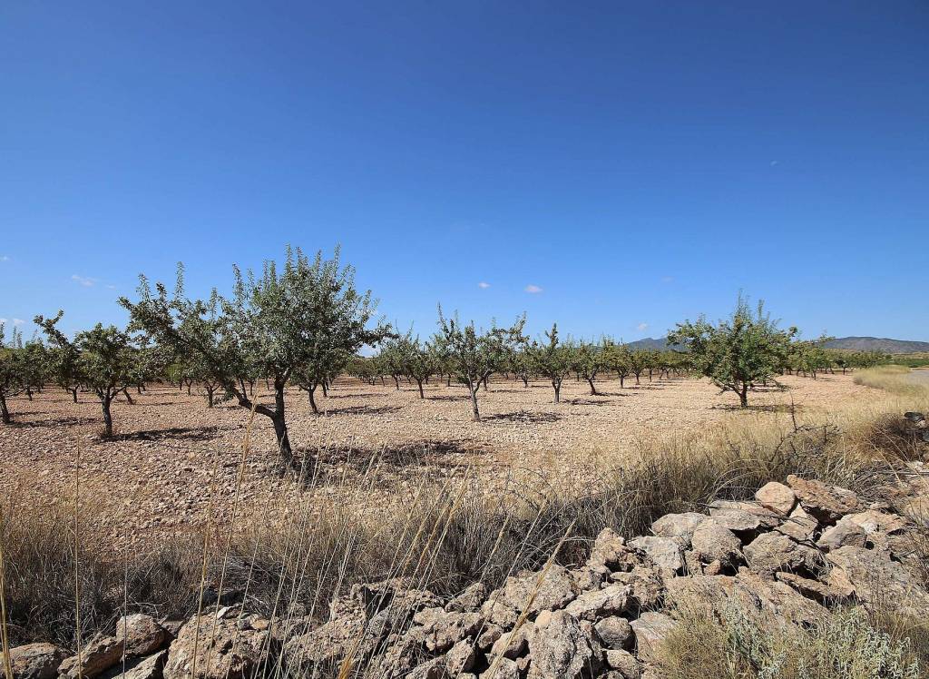 Resale - Land - Pinoso