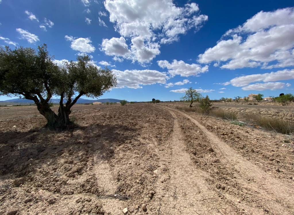 Resale - Land - Pinoso