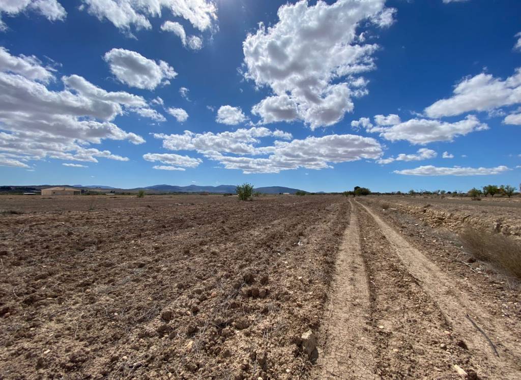 Resale - Land - Pinoso