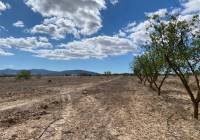 Resale - Land - Pinoso