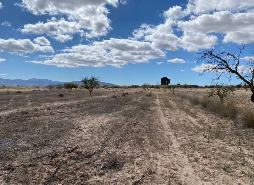 Resale - Land - Pinoso