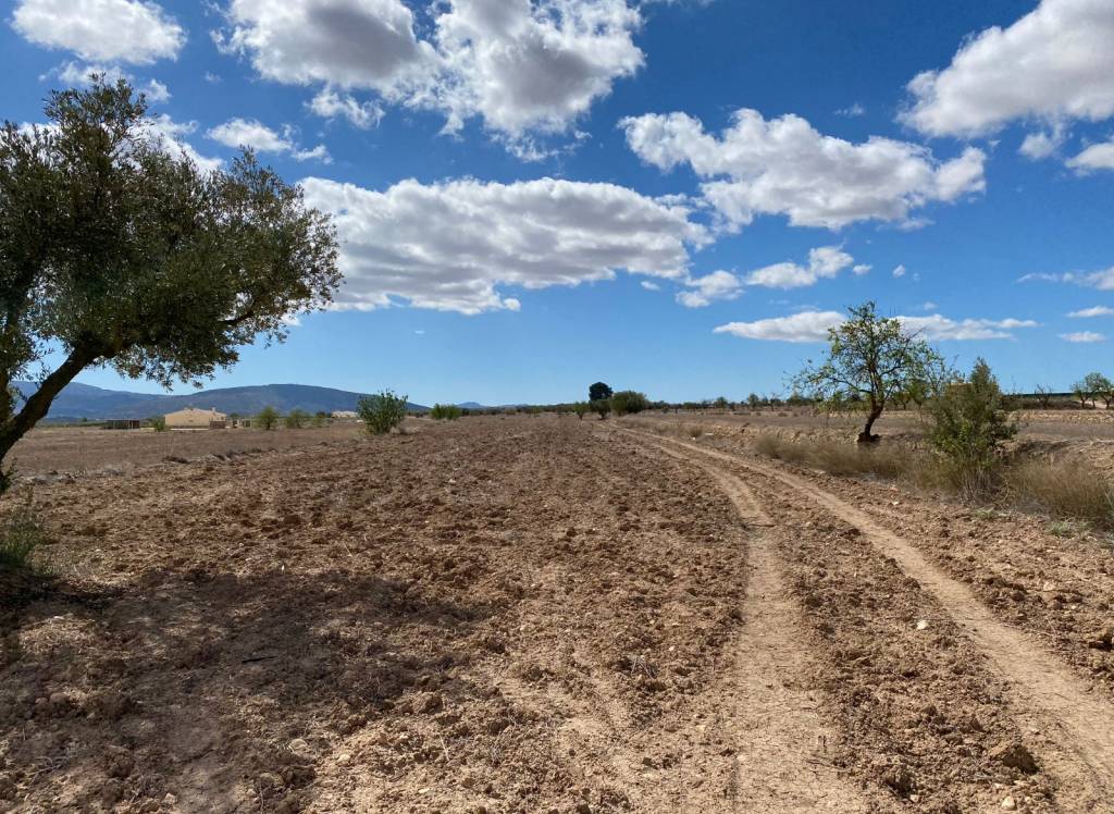 Resale - Land - Pinoso