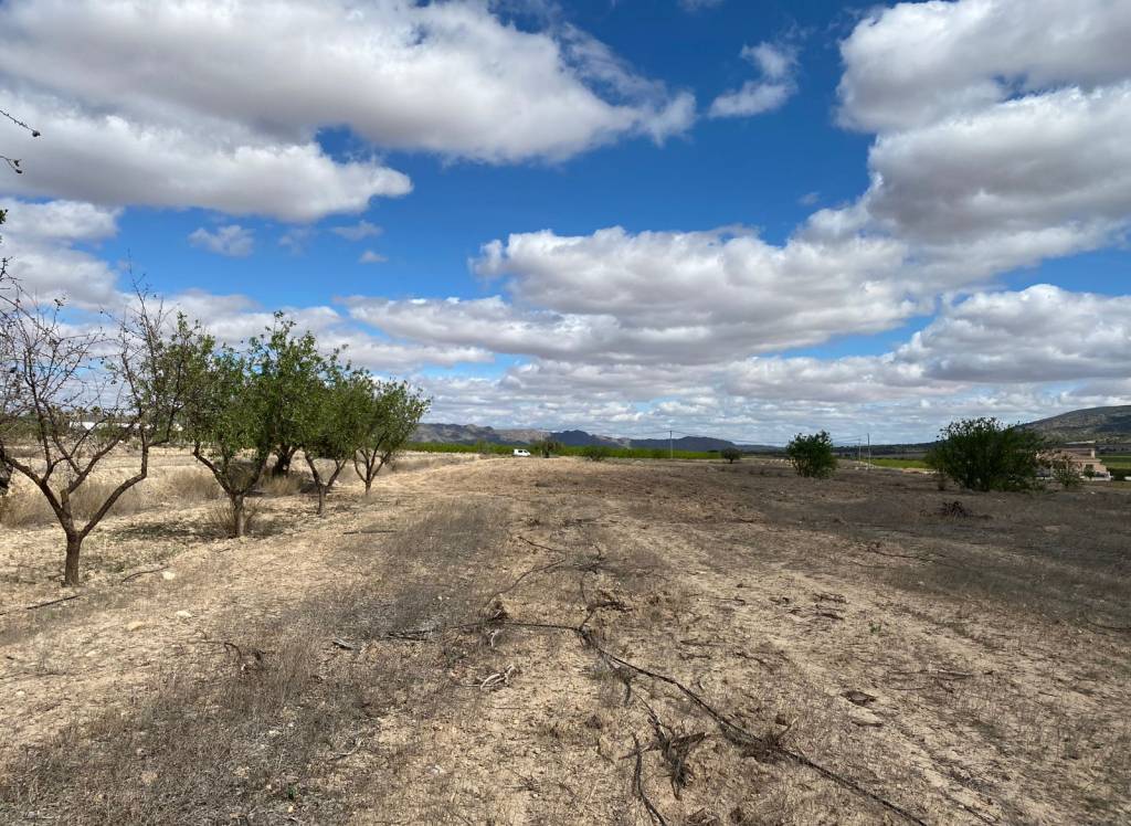 Resale - Land - Pinoso