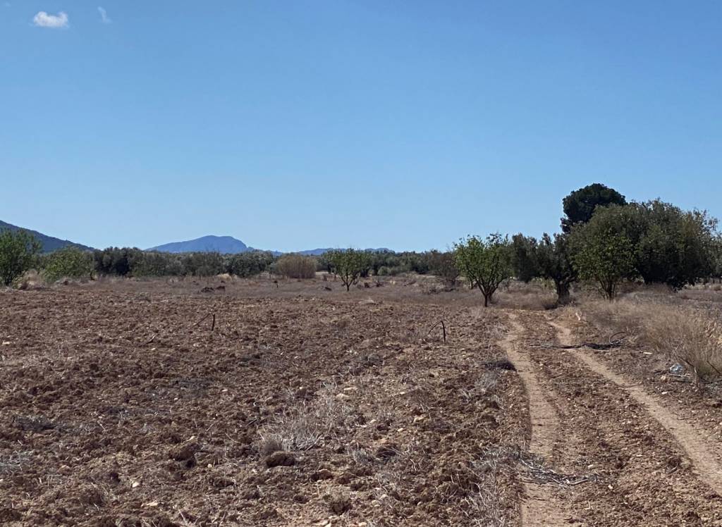 Resale - Land - Pinoso