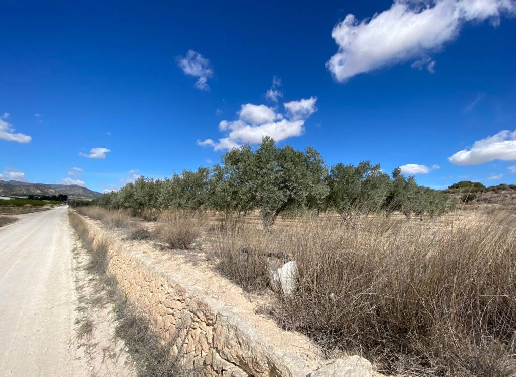 Resale - Land - Pinoso