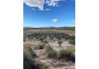 Resale - Land - Pinoso
