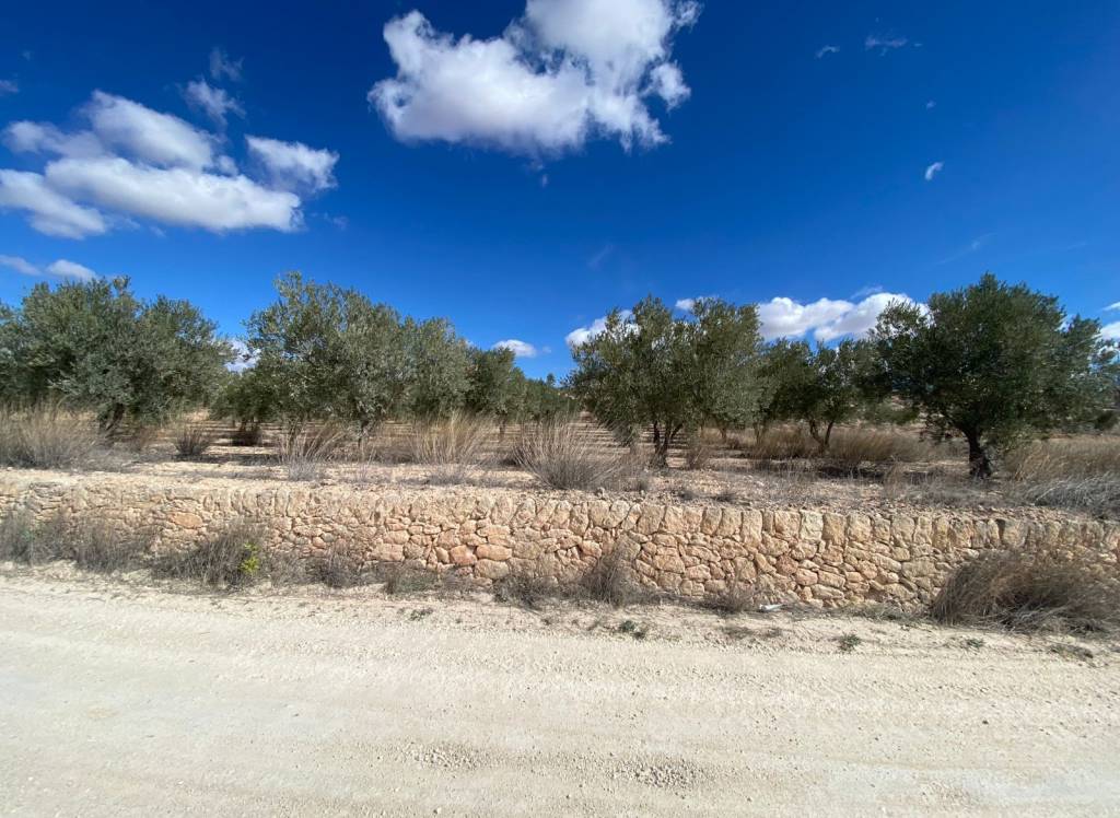 Resale - Land - Pinoso