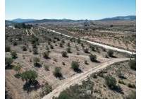 Resale - Land - Pinoso