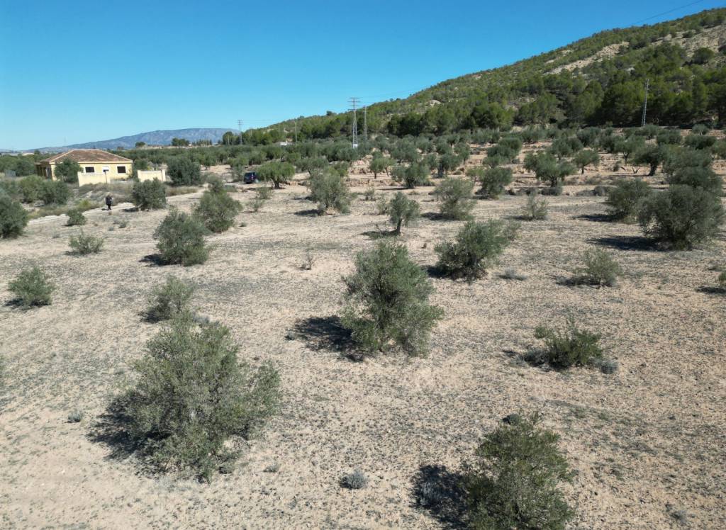 Resale - Land - Pinoso
