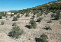 Resale - Land - Pinoso