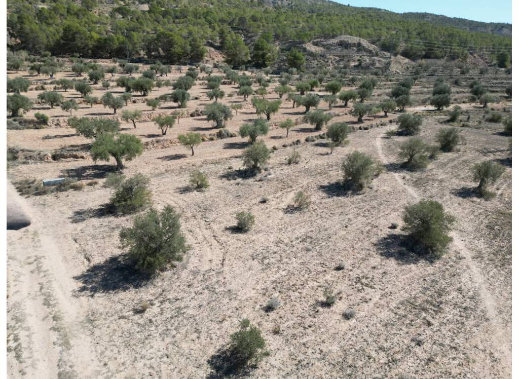 Resale - Land - Pinoso